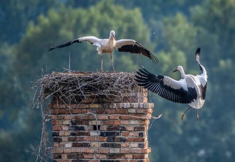 Expert Chimney Animal Removal in Melissa, TX Professional Chimney Animal Removal Services in Melissa, Texas