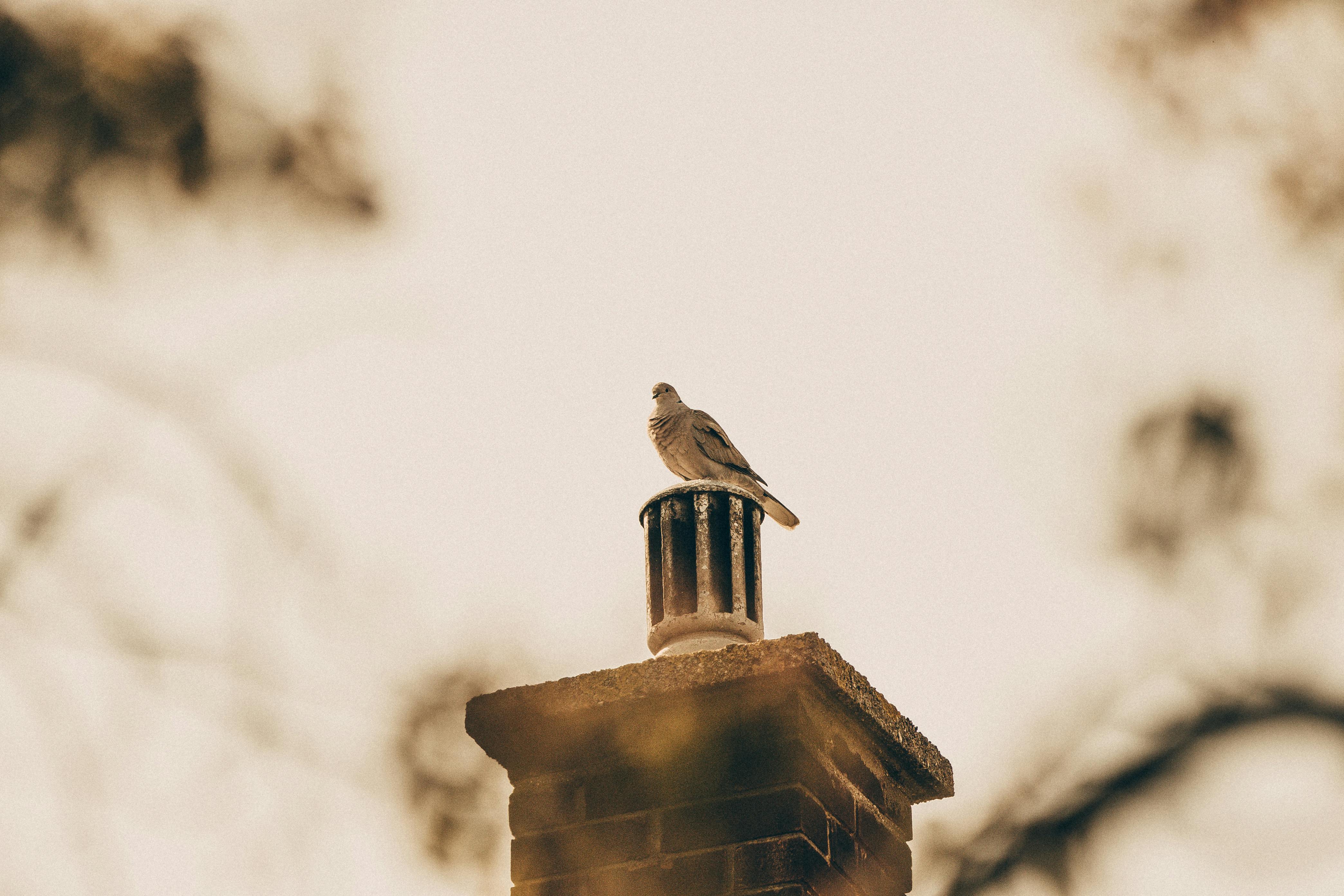 Professional Chimney Cap Installation Services in Melissa, TX Expert Chimney Cap Installation in Melissa, Texas